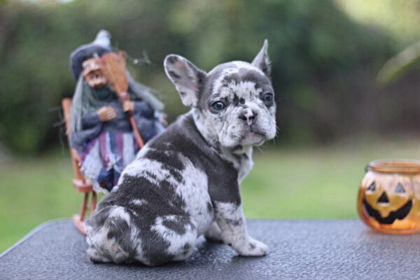 Shamus French Bulldog Shamus French Bulldog
