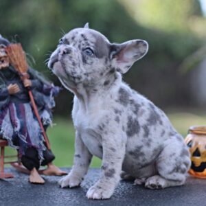 Sherlock French Bulldog Sherlock French Bulldog