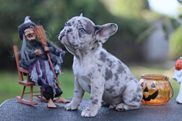 Sherlock French Bulldog Sherlock French Bulldog