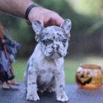 Sherlock-male-French-Bulldog-puppy-for-sale- (2)