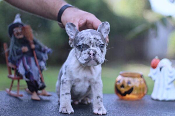 Sherlock French Bulldog Sherlock French Bulldog