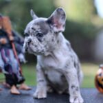 Sherlock-male-French-Bulldog-puppy-for-sale- (3)