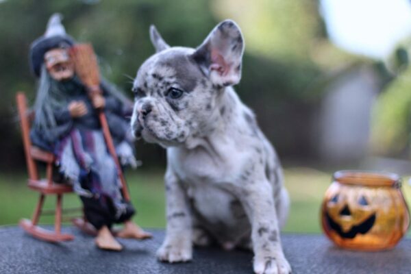Sherlock French Bulldog Sherlock French Bulldog