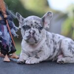 Sherlock-male-French-Bulldog-puppy-for-sale- (4)