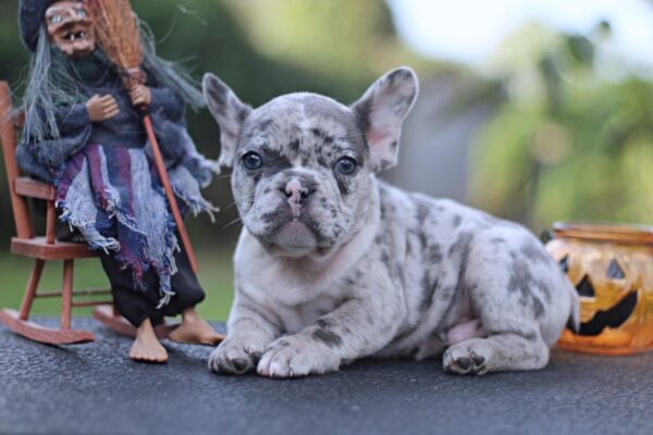 Sherlock French Bulldog Sherlock French Bulldog