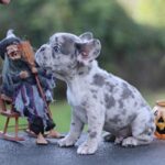 Sherlock-male-French-Bulldog-puppy-for-sale- (5)