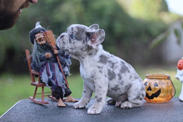 Sherlock French Bulldog Sherlock French Bulldog