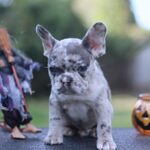 Sherlock-male-French-Bulldog-puppy-for-sale- (6)