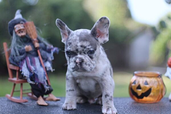 Sherlock French Bulldog Sherlock French Bulldog