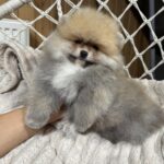Sherlock-male-pomeranian-puppy-for-sale-1 (1)
