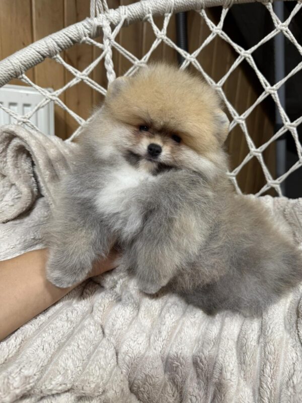 Sherlock Pomeranian Sherlock Pomeranian