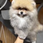 Sherlock-male-pomeranian-puppy-for-sale-1 (2)