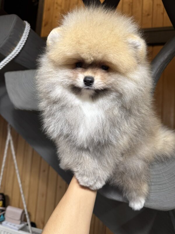 Sherlock Pomeranian Sherlock Pomeranian