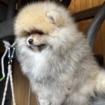 Sherlock-male-pomeranian-puppy-for-sale-1 (3)