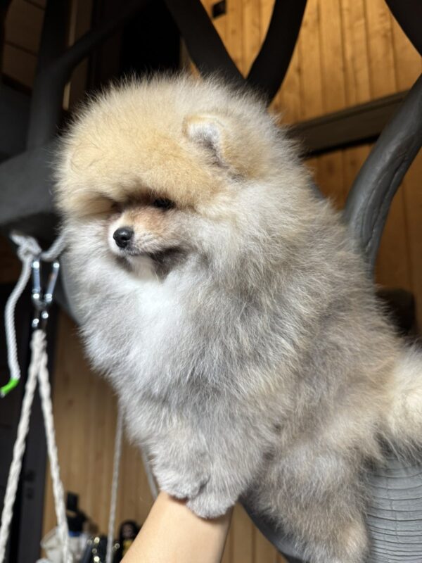 Sherlock Pomeranian Sherlock Pomeranian