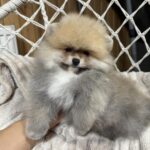 Sherlock-male-pomeranian-puppy-for-sale-1 (4)