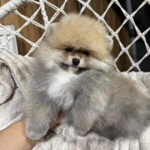 Sherlock Pomeranian Sherlock Pomeranian
