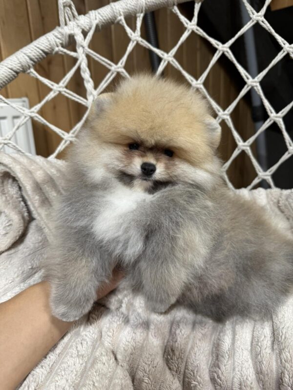 Sherlock Pomeranian Sherlock Pomeranian