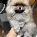 Sherry-female-pomeranian-puppy-for-sale-1 (1)