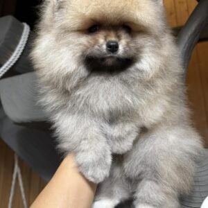 Sherry Pomeranian Sherry Pomeranian