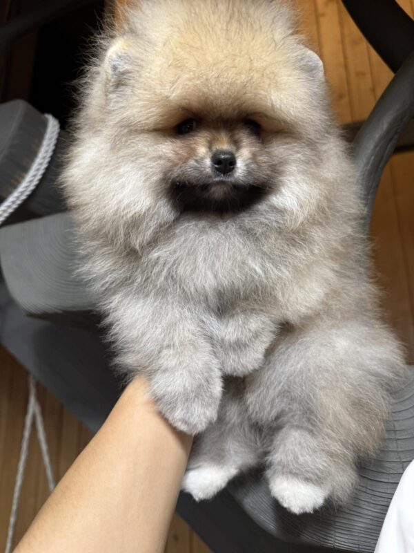 Sherry Pomeranian Sherry Pomeranian