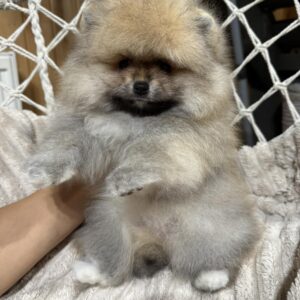 Sherry Pomeranian Sherry Pomeranian