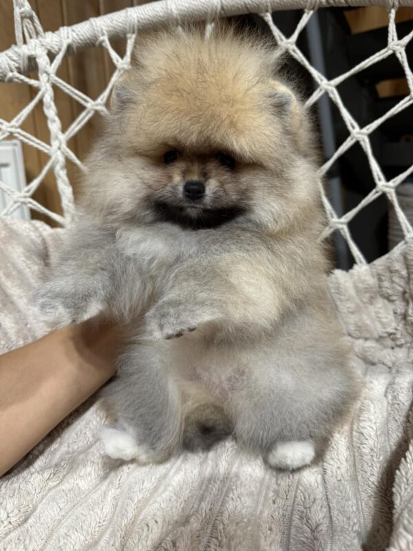 Sherry Pomeranian Sherry Pomeranian