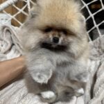 Sherry-female-pomeranian-puppy-for-sale-1 (3)