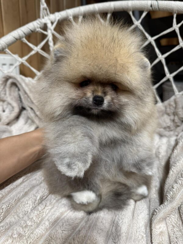 Sherry Pomeranian Sherry Pomeranian