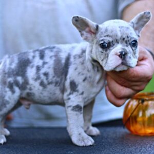 Shimmer French Bulldog Shimmer French Bulldog
