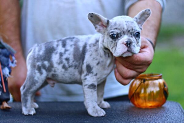 Shimmer French Bulldog Shimmer French Bulldog