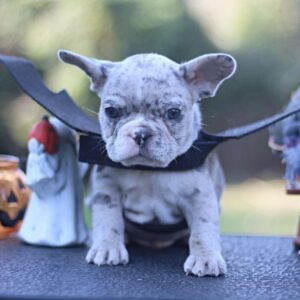 Shimmer French Bulldog Shimmer French Bulldog