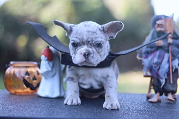 Shimmer French Bulldog Shimmer French Bulldog