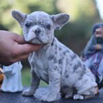 Shimmer-male-French-Bulldog-puppy-for-sale- (3)