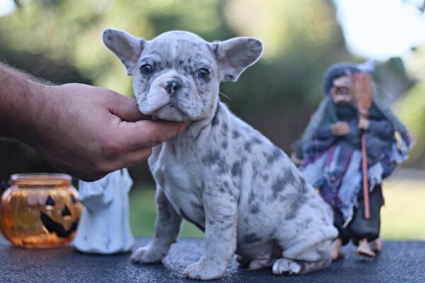 Shimmer French Bulldog Shimmer French Bulldog