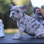 Shimmer-male-French-Bulldog-puppy-for-sale- (4)