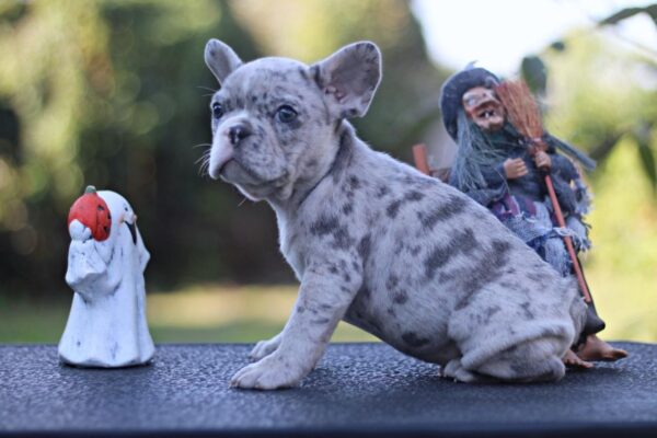 Shimmer French Bulldog Shimmer French Bulldog