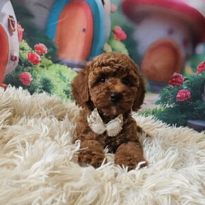 Sparta Miniature Poodle Sparta Miniature Poodle