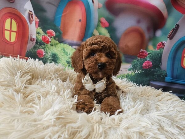 Sparta Miniature Poodle Sparta Miniature Poodle