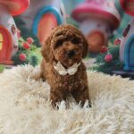 Sparta-female-miniature-poodle-puppy-for-sale-1 (2)