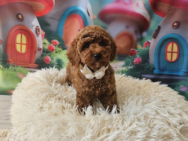 Sparta Miniature Poodle Sparta Miniature Poodle
