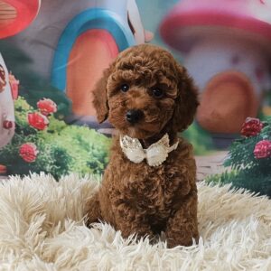 Sparta Miniature Poodle Sparta Miniature Poodle