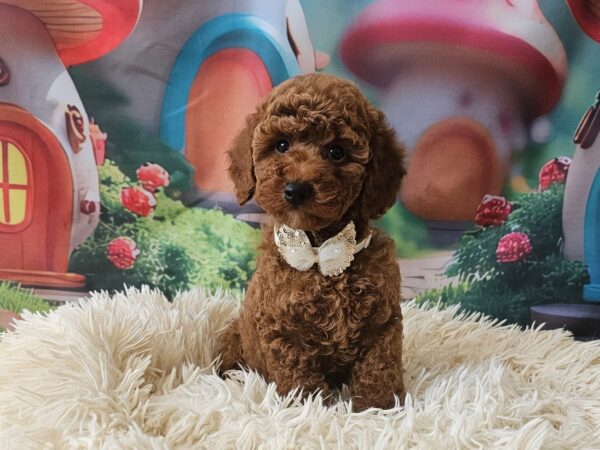 Sparta Miniature Poodle Sparta Miniature Poodle