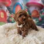 Sparta-female-miniature-poodle-puppy-for-sale-1 (4)