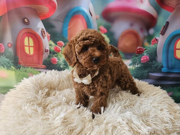 Sparta Miniature Poodle Sparta Miniature Poodle