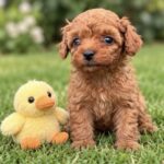 Sullivan-male-Poodle-puppy-for-sale- (1)