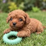 Sullivan-male-Poodle-puppy-for-sale- (2)