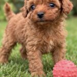 Sullivan-male-Poodle-puppy-for-sale- (3)
