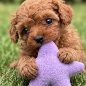 Sullivan Toy Poodle Sullivan Toy Poodle