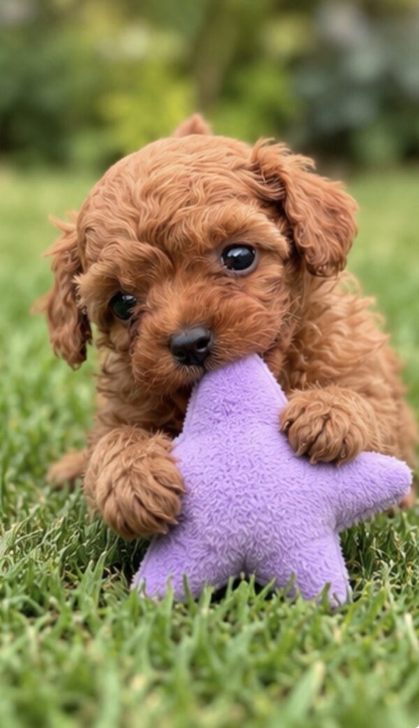 Sullivan Toy Poodle Sullivan Toy Poodle